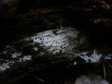 Trechispora farinacea image