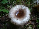 Russula nauseosa image
