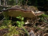 Trametes gibbosa image