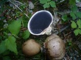 Scleroderma areolatum image