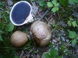 Scleroderma areolatum image