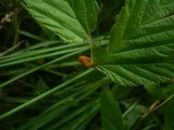 Triphragmium ulmariae image