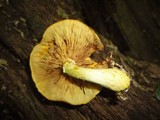 Gymnopilus luteus image