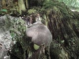 Megacollybia rodmani image