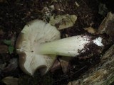Megacollybia rodmani image