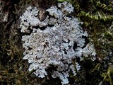 Physcia aipolia image