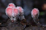 Microstoma floccosum image
