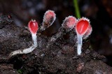 Microstoma floccosum image