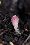 Microstoma floccosum image