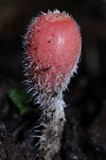 Microstoma floccosum image