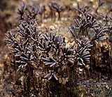 Arcyria cinerea image