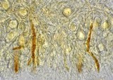 Ductifera pululahuana image