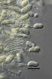 Ductifera pululahuana image