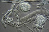 Ductifera pululahuana image