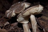 Megacollybia rodmani image