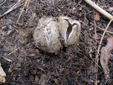 Sarcosphaera coronaria image
