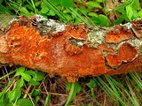 Hymenochaete cinnamomea image