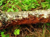 Hymenochaete cinnamomea image