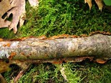 Hymenochaete cinnamomea image