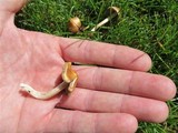 Inocybe rimosa image