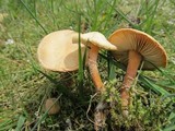 Cystoderma amianthinum image