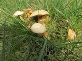 Cystoderma amianthinum image