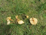 Cystoderma amianthinum image