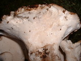 Jahnoporus hirtus image