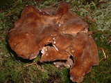 Jahnoporus hirtus image