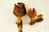 Gyromitra infula image
