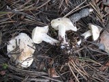 Tricholoma vernaticum image
