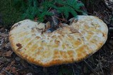 Inonotus dryadeus image