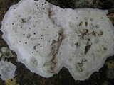 Lecanora marginata image