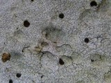 Lecanora marginata image
