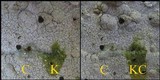 Lecanora marginata image