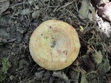 Lactarius psammicola f. glaber image