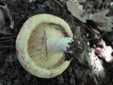 Lactarius psammicola image