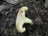 Lactarius psammicola f. glaber image