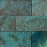 Lecanora marginata image