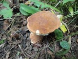 Tylopilus ferrugineus image