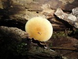 Agrocybe acericola image