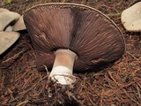 Agaricus moelleri image
