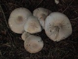 Agaricus moelleri image