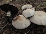 Agaricus moelleri image