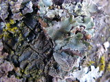 Platismatia glauca image
