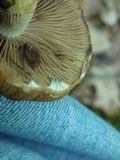 Psathyrella delineata image