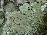 Cladonia caespiticia image