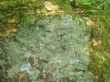 Cladonia caespiticia image