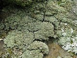 Cladonia caespiticia image