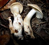 Clitocybe candida image